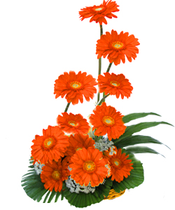 One Side Arrangement of 12 Orange GerberaFlowers Delivery in St. thomas town Bangalore